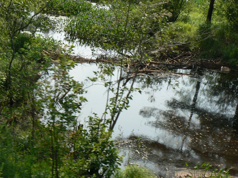 040-more beaver work.jpg